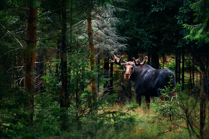 Small-Group Moose Wild Safari from Rovaniemi - Key Things I’d Put on Your Radar