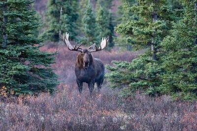 Small-Group Moose Wild Safari from Rovaniemi - The Forest Search: Staying Quiet to See Moose