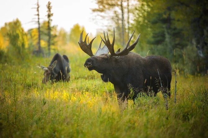 Small-Group Moose Wild Safari from Rovaniemi - Price and Value: Is $103.12 Worth a 3.5-Hour Moose Hunt?