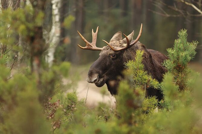 Small-Group Moose Wild Safari from Rovaniemi - What to Expect (and What to Prepare For) During Your Moose Safari