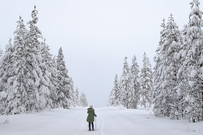 Small-Group Snowshoeing Adventure In Lapland - Entering Lapland wilderness: what you’ll feel and notice