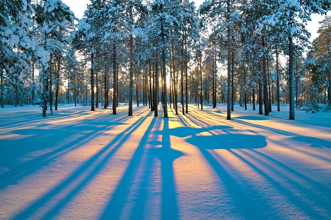 Snowmobile Safari 2h - Into the forest: adjusting pace for your comfort level