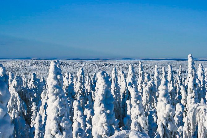 Snowmobile Safari in the Nature - Solo Driving: Extra Cost, Clear Trade-Off