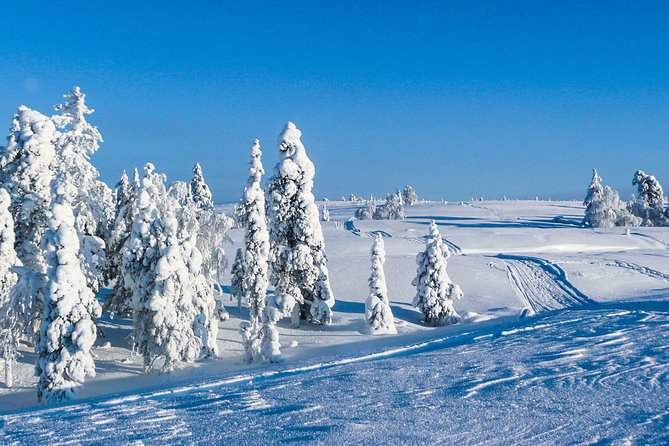 Snowmobile Safari in the Nature - Morning start - Warm Drinks, Snacks, and a Possible Tipi Meal