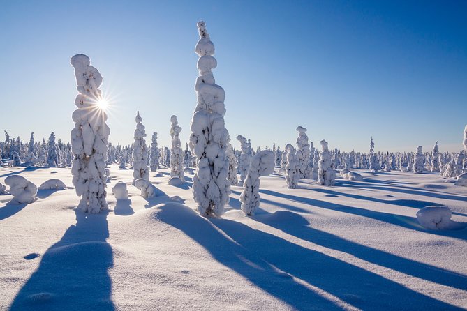 Snowshoe Trip in the Forest - Snowshoe Basics You’ll Feel Within Minutes (Even If You’ve Never Done It)