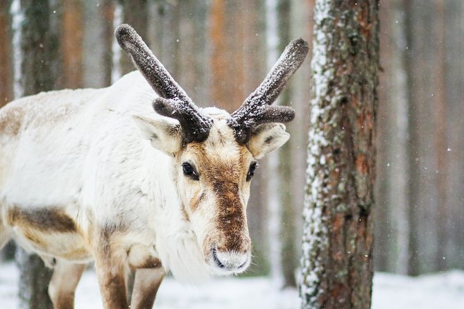 Snowshoe Trip in the Forest - Wildlife Chances, Track Reading, And How To Get Better Photos