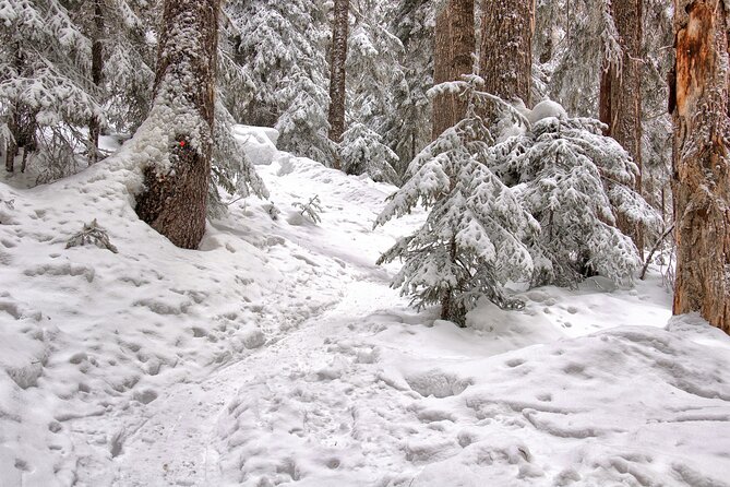 Snowshoeing tour with Wild Lunch - Small Group Comfort and English-Speaking Guides