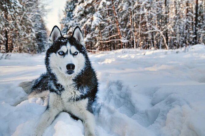 Snowy Trails 10km Husky Safari from Rovaniemi - 5 things I’d watch for on this husky safari