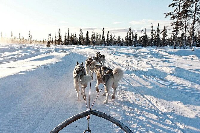 Snowy Trails 10km Husky Safari from Rovaniemi - Warm-up time: cookies, hot drinks, and photo chances