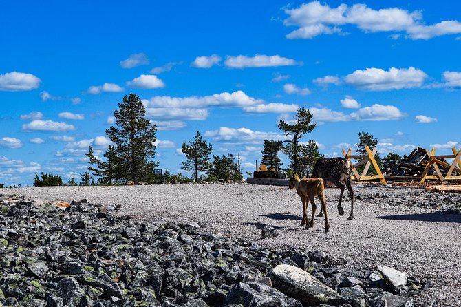Trip to Pyhä-Luosto National Park and Amethyst Mine - BBQ Lunch and the Cafe Stops: Comfort in the Cold
