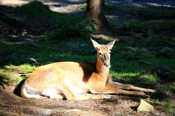 Trip to Ranua Wildlife Park - Guides make the difference: Daniel and Anna’s strong people skills