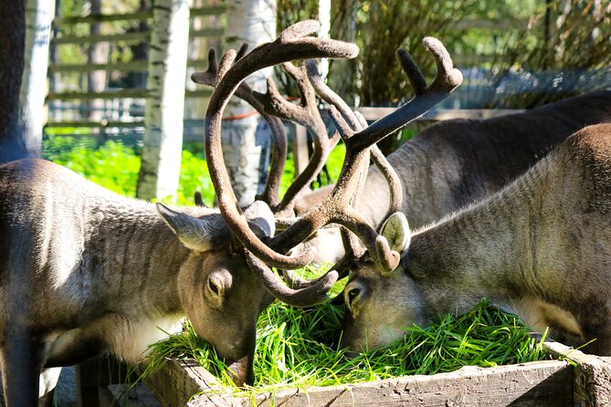 Trip to Ranua Wildlife Park - Price and included value: what $174.60 really covers