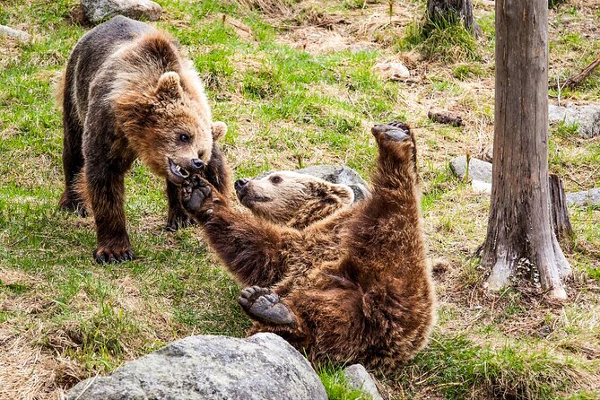 Trip to Ranua Wildlife Park - Tips to see more on the boardwalk (without overthinking it)