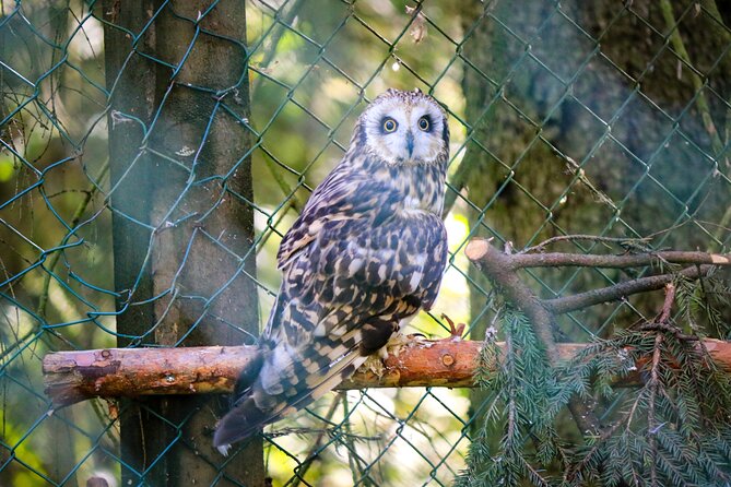 Trip to Ranua Wildlife Park - Should you book this Ranua Wildlife Park tour from Rovaniemi?