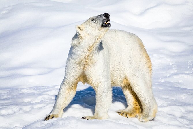 Two Full Days in Lapland - Two Days of Lapland Without the Logistics Struggle