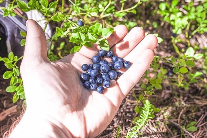 Wild Berries and Mushroom picking tour - Rovaniemi Forest Foraging: What allemannsretten actually means