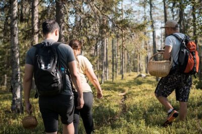 Wild Berries and Mushroom picking tour - Picking safely: guide-led confidence with berries and fungi
