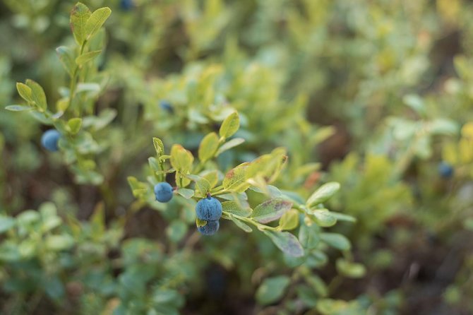 Wild Berries and Mushroom picking tour - Snack by the open fire: local treats, coffee, and a real pause