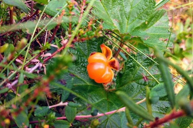 Wild Berries and Mushroom picking tour - Who this tour suits best (and who might want another plan)
