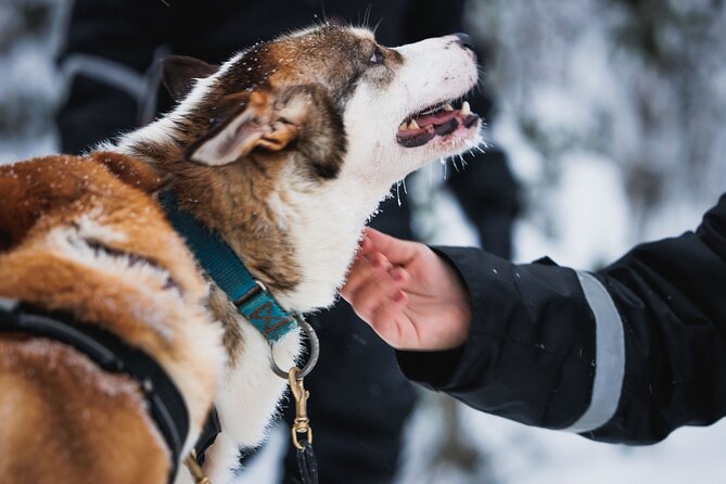 Winter highlights: Snowmobile, Arctic Animals And Santa<code>s Village – Key things I think you’ll notice right away’ /></p>
<ul>
<li><strong>Everything you wear in winter is handled</strong>: overalls, boots, socks, gloves, helmet, and a balaclava</li>
<li><strong>Reindeer and husky sleigh rides are short but real</strong>: each is about 500 meters</li>
<li><strong>Snowmobile time is the centerpiece</strong>: one hour on shared snowmobiles (2 people per machine)</li>
<li><strong>Kids get age-appropriate options</strong>: they sit in a sledge behind the guide’s snowmobile, plus a mini-track ride for shorter kids</li>
<li><strong>Santa Claus Village is built in</strong>: step across the Arctic Circle, meet Santa, use the post office, and shop</li>
<li><strong>You can’t drive without the right license</strong>: a valid driver’s license is required (no picture or provisional)</li>
</ul>
<h2 id="morning-pickup-in-rovaniemi-what-the-900-start-really-means">Morning Pickup in Rovaniemi: what the 9:00 start really means</h2>
<p><img width="667" height="446" decoding="async" src=